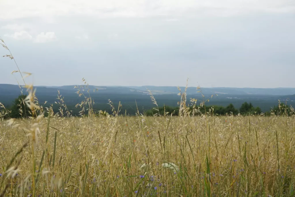 Kameralna agroturystyka na Roztoczu – romantyczne noclegi w cichej okolicy, blisko szlaków turystycznych.