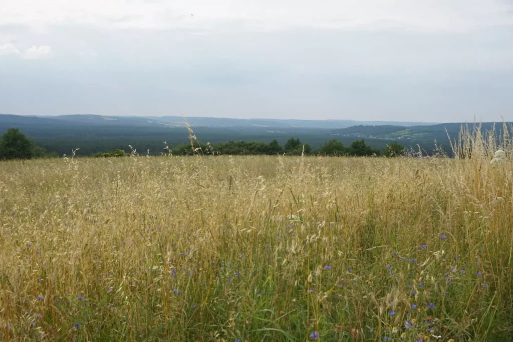 Otoczenie wokół agroturystyki Obrocz