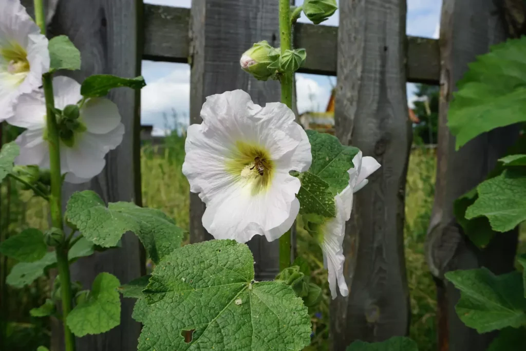 Pokoje w agroturystyce Roztocze – idealne na wypoczynek