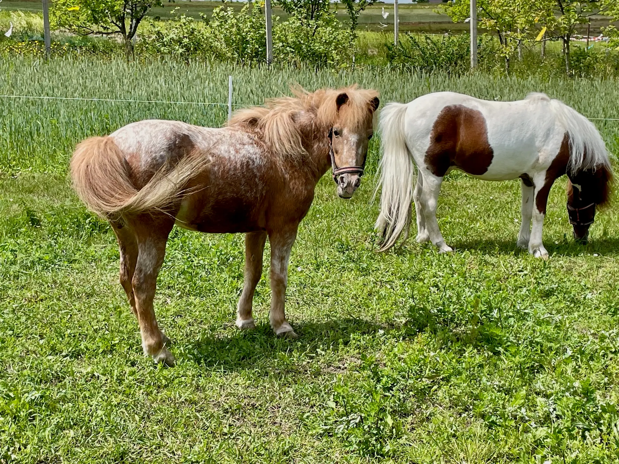 Kuce w agroturystyce Na Górze Obrocz